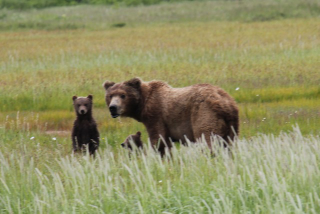 Illustration for article titled Please Enjoy This Gallery Of Amazing Bear Photos